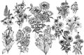 Vector set of 12 flowers mono-bouquets